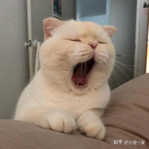 猫咪呕吐是哪些原因引起的
