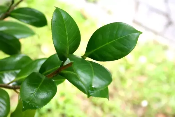 山茶  【叶片】 茶花与茶梅的叶子也是不一样的,茶花的叶子比较大,长