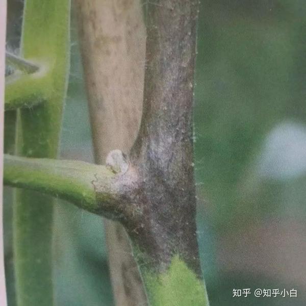 当前灰霉病晚疫病霜霉病高发该怎么辨别