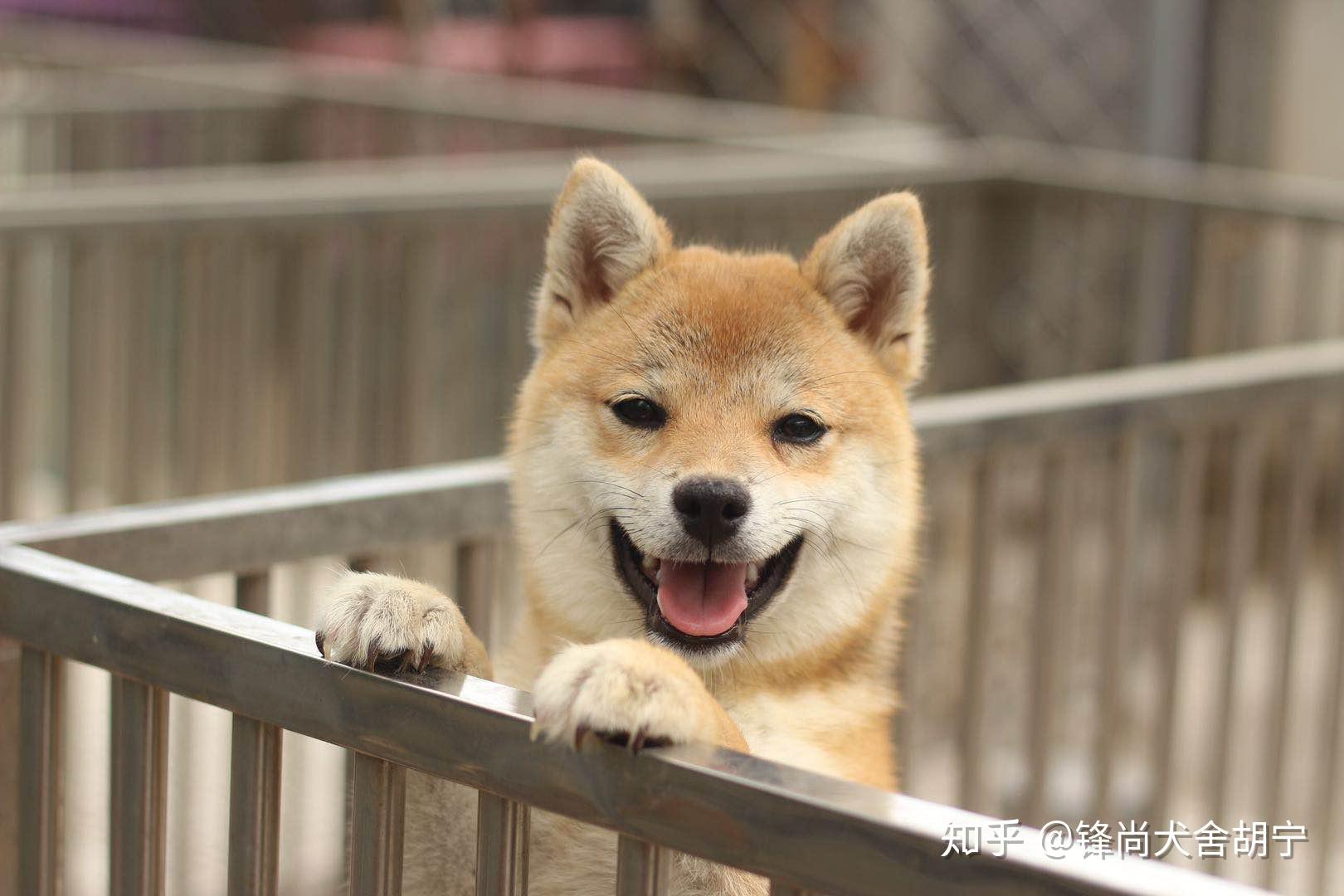 购买一只小柴犬要注意避免选择星期狗锋尚犬舍主理人手把手科普教学