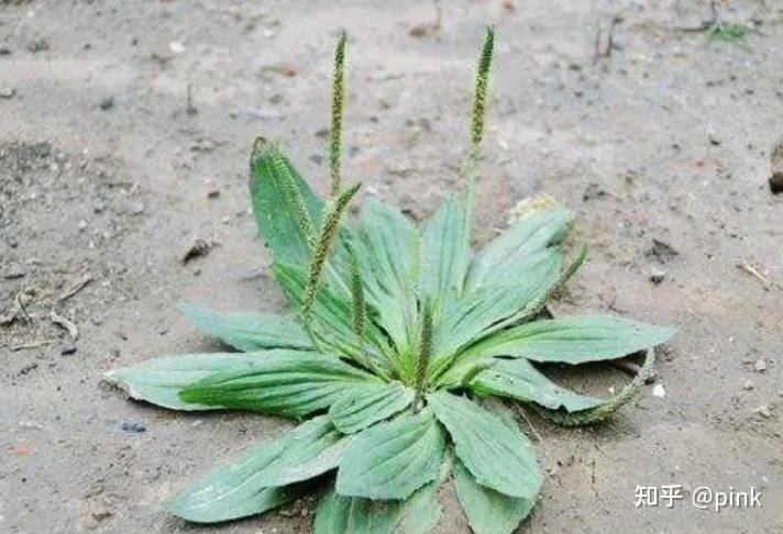 车前草别名钱串草,钱贯草,当道,牛遗,牛舌草,虾蟆衣,乌足,地衣,巴不吗