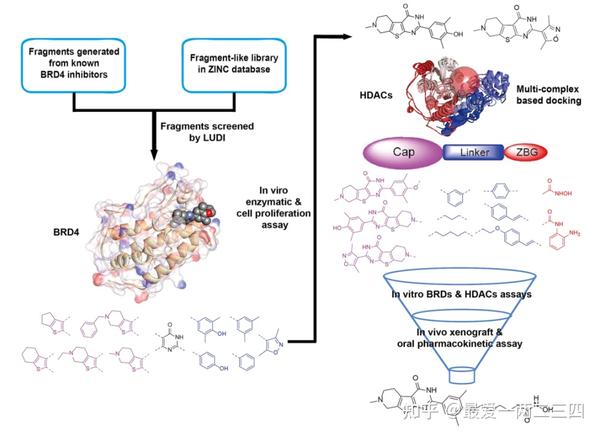 BRD4 HDAC双靶标抑制剂可诱导结直肠癌细胞发生自噬 知乎