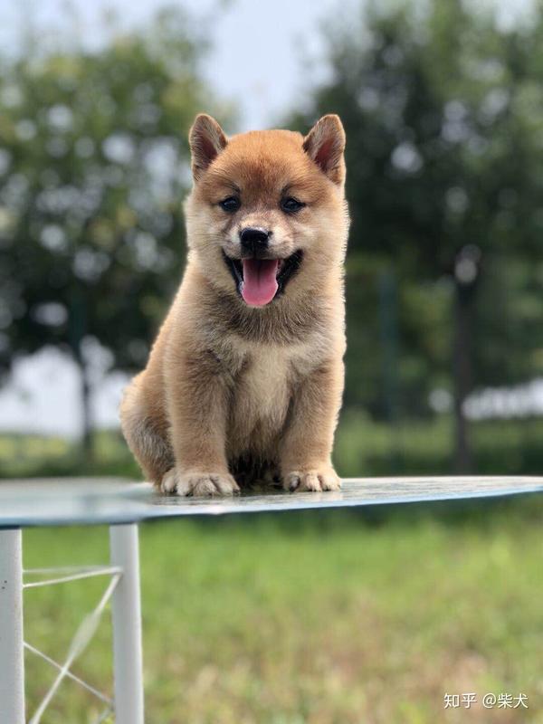 不是柴犬～ 柴犬小时候的样子