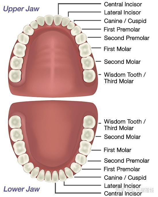 first premolar 第一前磨牙 canine / cuspid 尖牙 lateral incisor