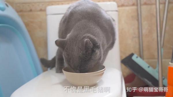 猫:你只是得到了我的肉体!