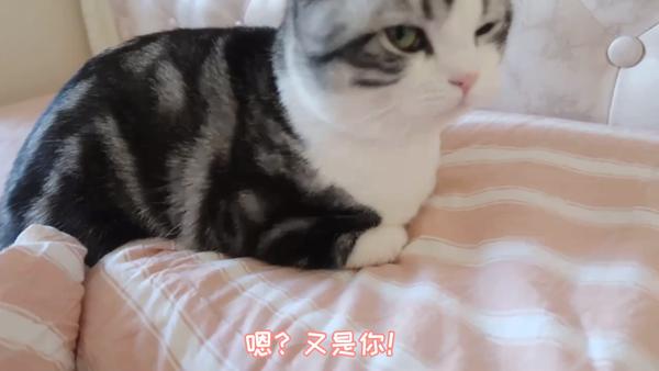 泰哥是只小暖猫  ·  868  次播放 7:28 我太难了!