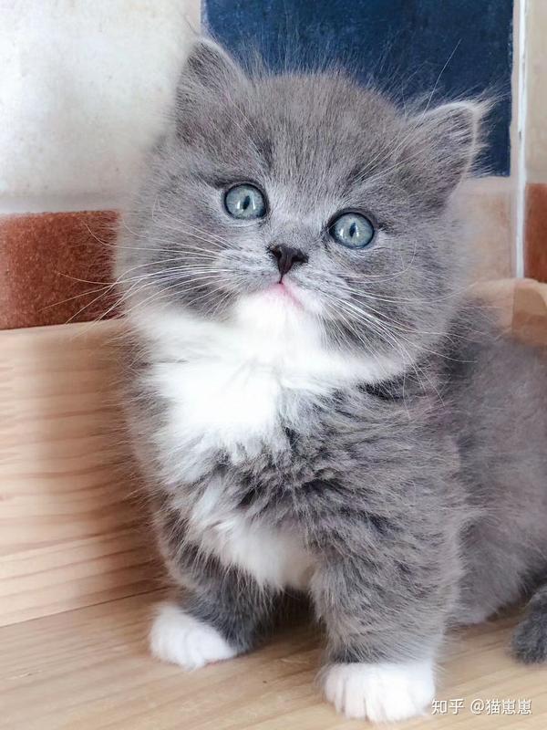 拿破仑猫多少钱一只