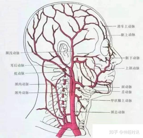 解剖&影像 | 超详脑供血系统分类