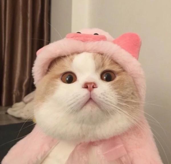 你有哪些好看的头像?