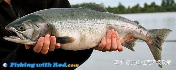 大马哈鱼的自述来自中国的优质三文鱼原种