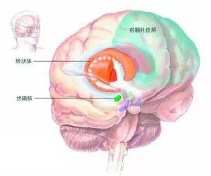 纹状体和前额叶在脑部的位置