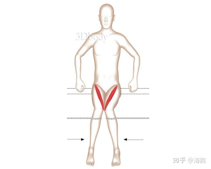 瑜伽解剖缝匠肌连接髋与膝的丝绸之路