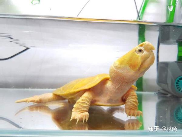 存在于我国的珍惜物种———鹰嘴龟