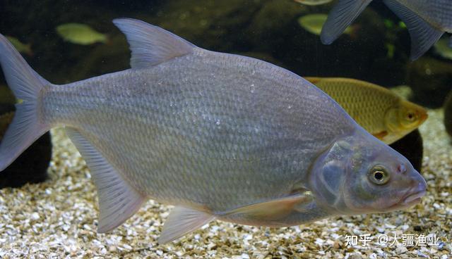 团头鲂(学名:megalobrama amblycephala,别名:武昌鱼),鲤形目鲤科鲂属