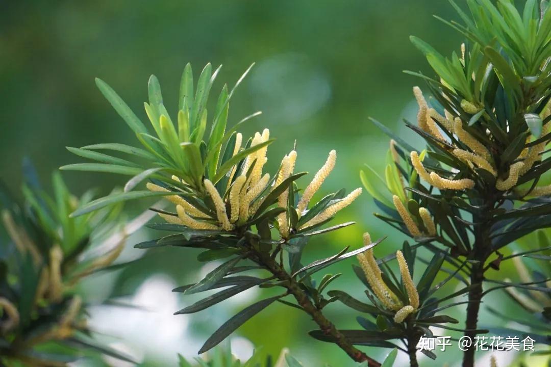 立秋时节无秋意罗汉松上坐罗汉