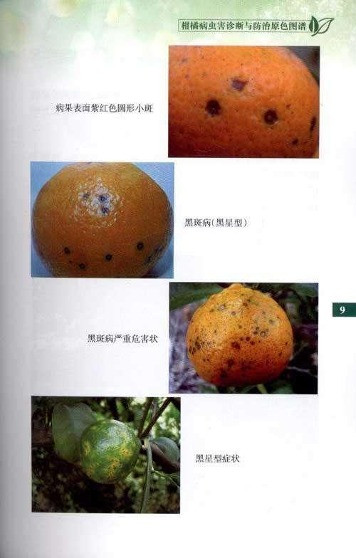 还有,直接贴图 我曾见过一箱长了绿毛的皇帝柑,把我恶心的呦……柑橘