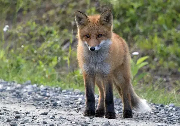 com/video/1070642694400815104 在我们的印象里,狐狸应该都是像赤狐