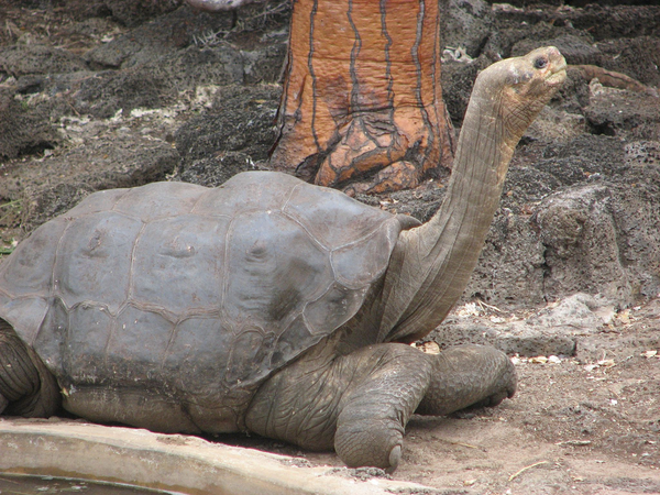 它是加拉帕戈斯群岛平塔岛象龟(pinta island tortoise)的最后一员