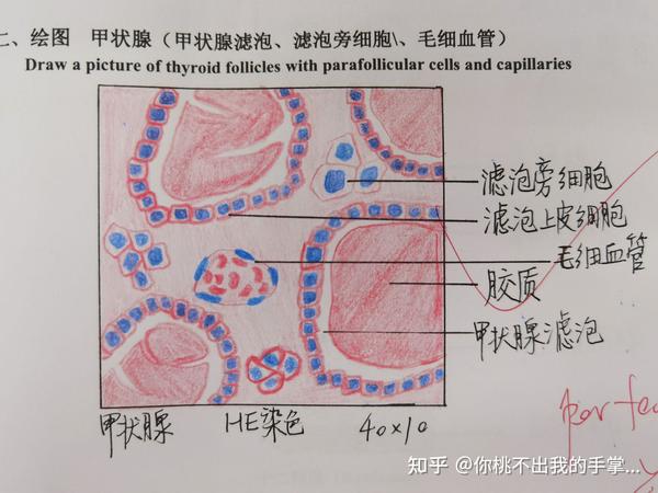 组胚实验红蓝铅笔绘图 合辑