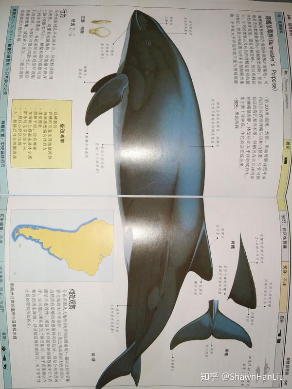 棘鳍鼠海豚(阿根廷鼠海豚/黑鼠海豚)(burmeister"s porpoise