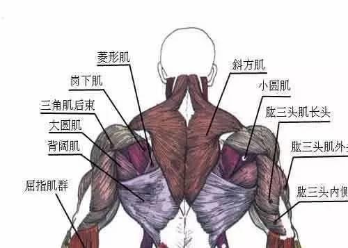 背部肌肉群