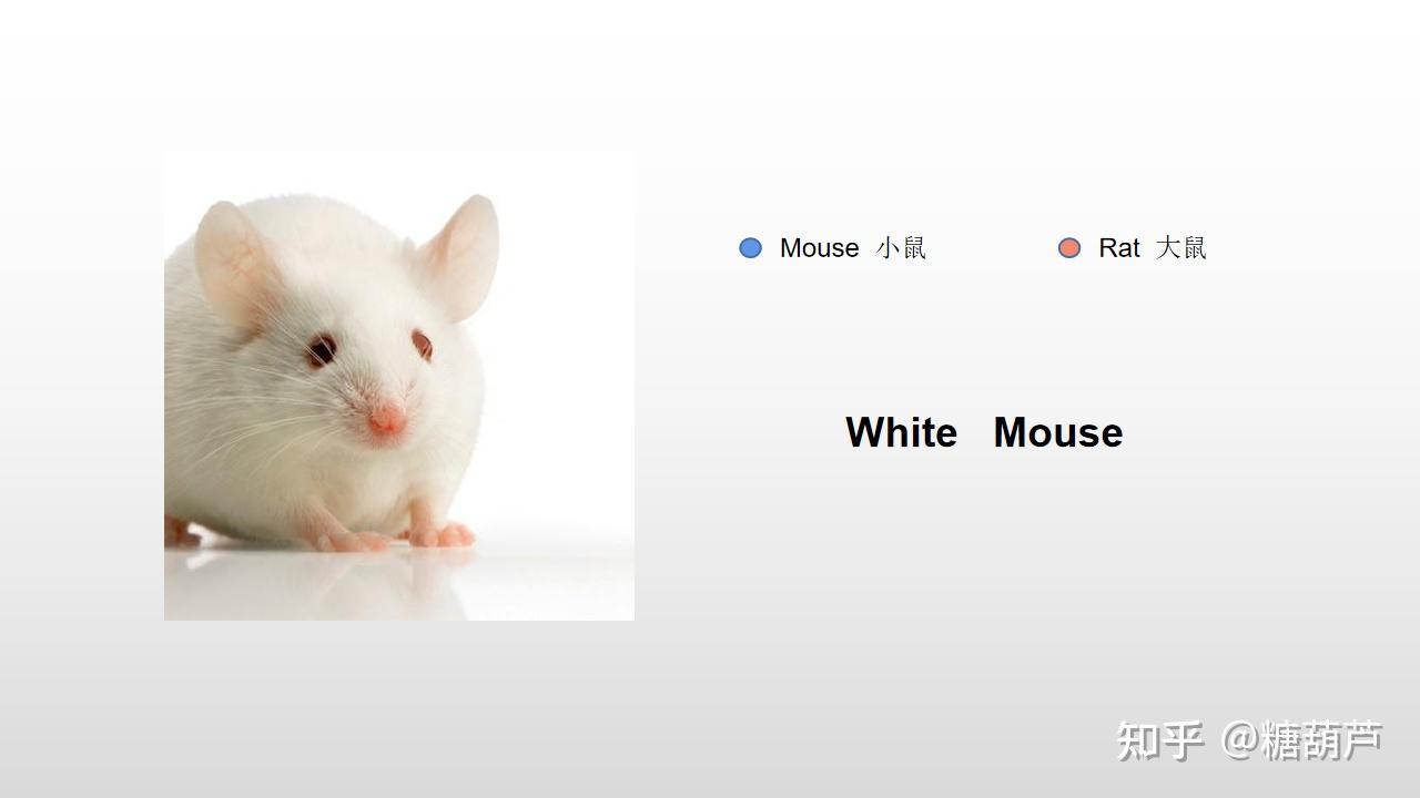 鼠英文课堂如何区别mouse和rat