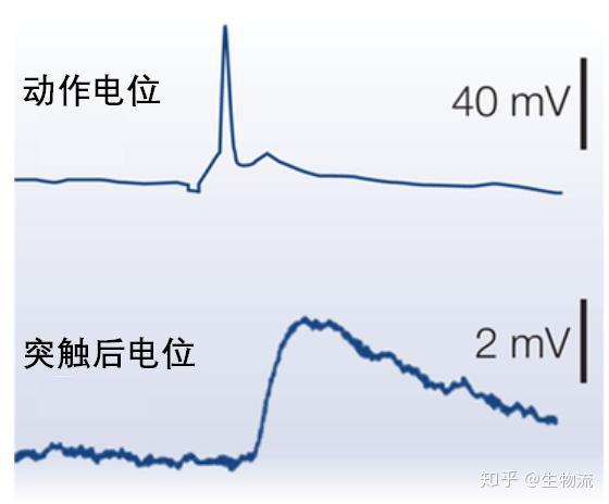 突触后电位幅值虽小,但时程长