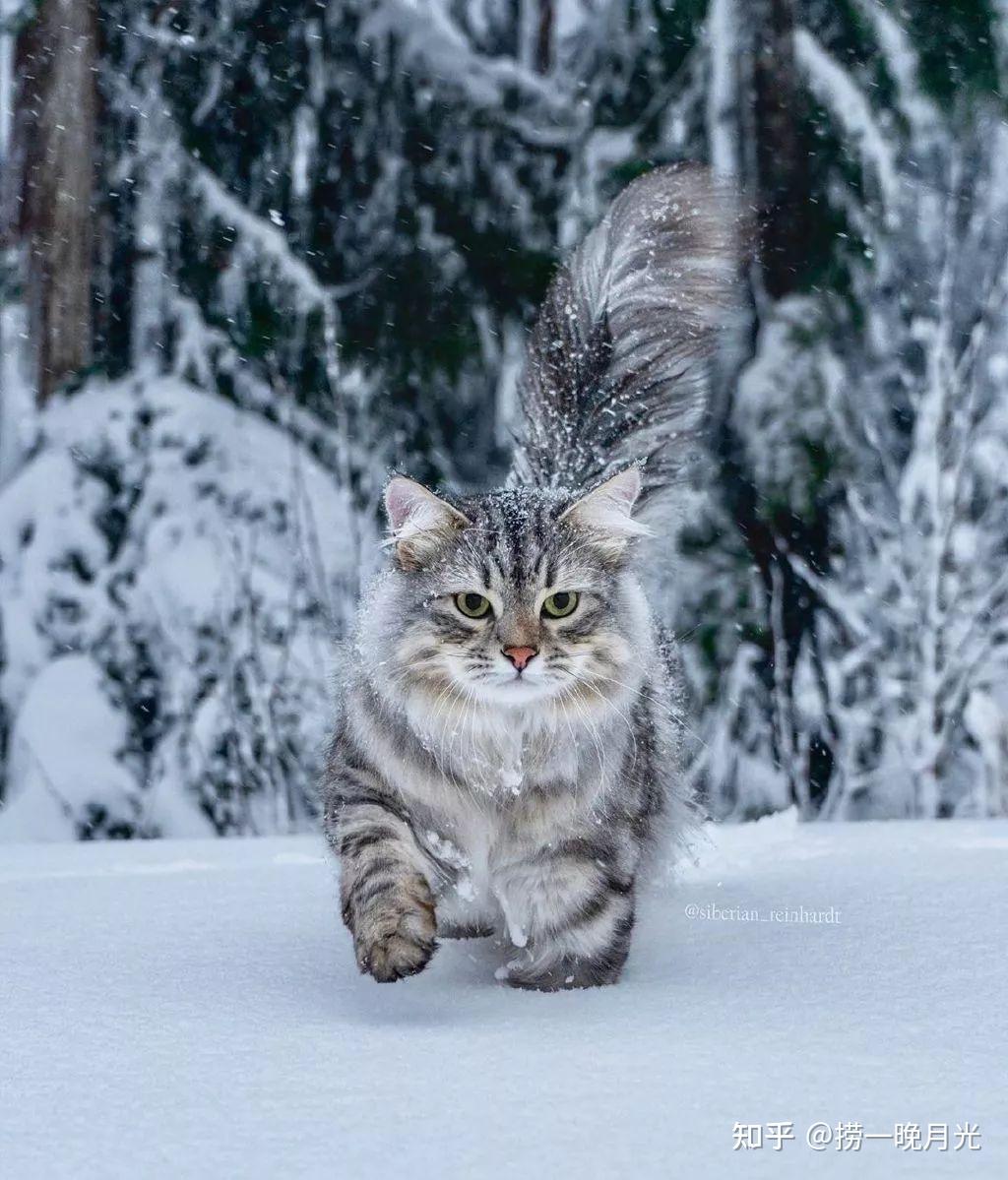 西伯利亚猫俄罗斯冰天雪地里勇猛的猎手却对猫过敏者过分友好