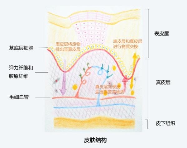 皮肤表皮层家庭的五兄弟之——角质层和皮脂膜