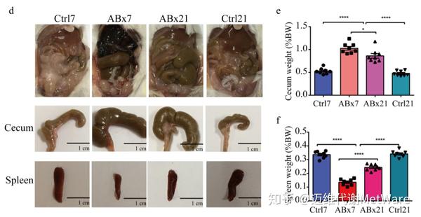 图1. d盲肠和脾脏照片;e盲肠重量;f脾脏重量
