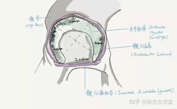 肩关节盂唇损伤