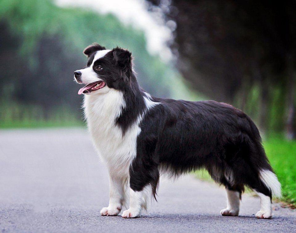 边境牧羊犬(border collie),原产于苏格兰边境,为柯利牧羊犬的一种