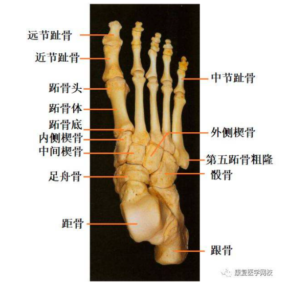 左脚楔骨骰骨骨折几级工伤