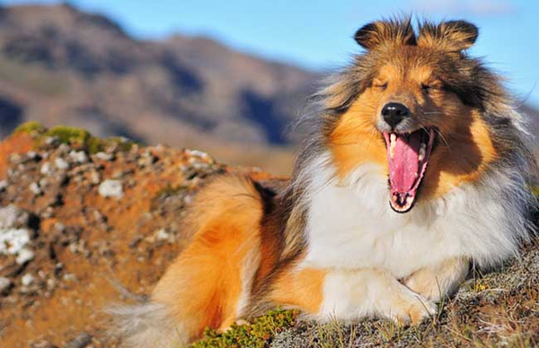 8, 短毛牧羊犬