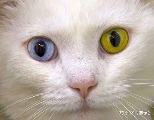 猫咪眨眼,瞳孔变化的行为代表了什么意思?