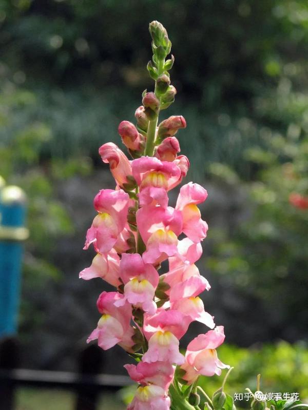 风信子 团状花材,一枝花枝上有一朵圆形