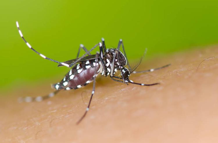 伊蚊的可持续控制策略
