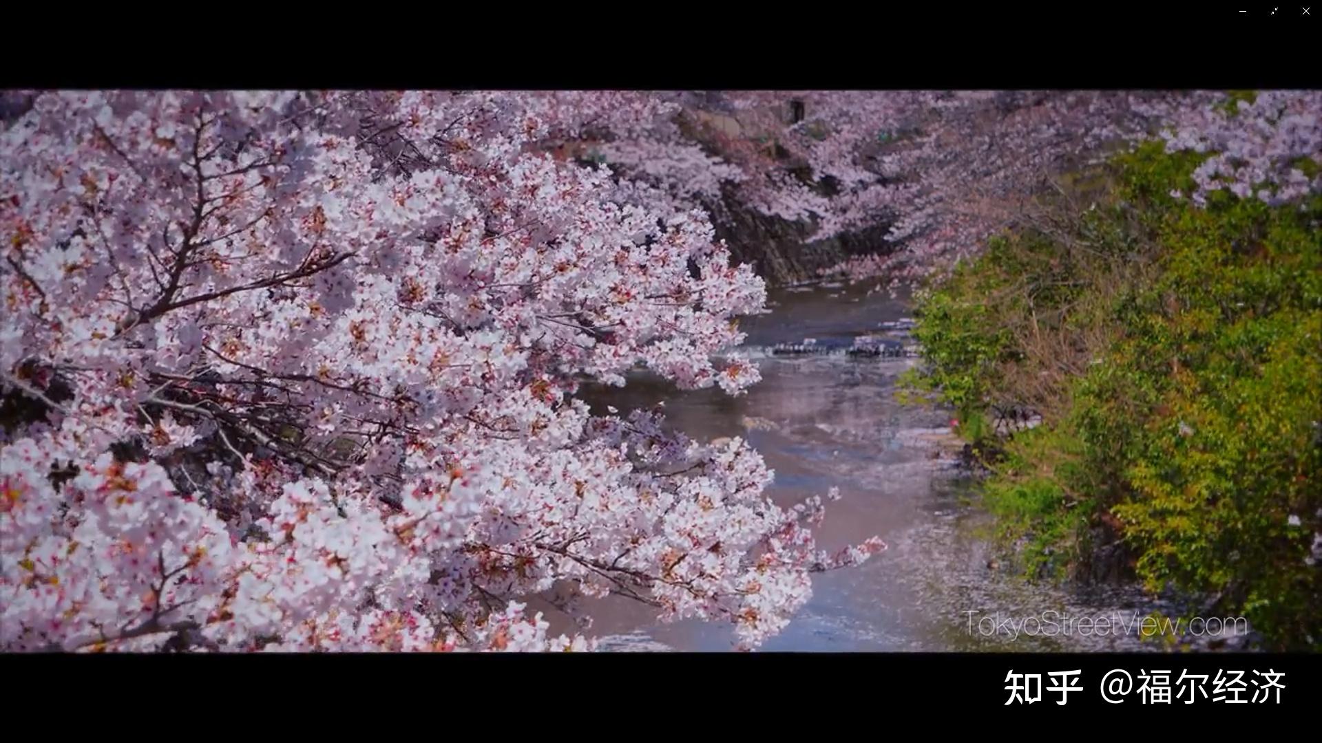 日本樱花盛开为何引起学界担忧看似美好景象背后隐藏玄机