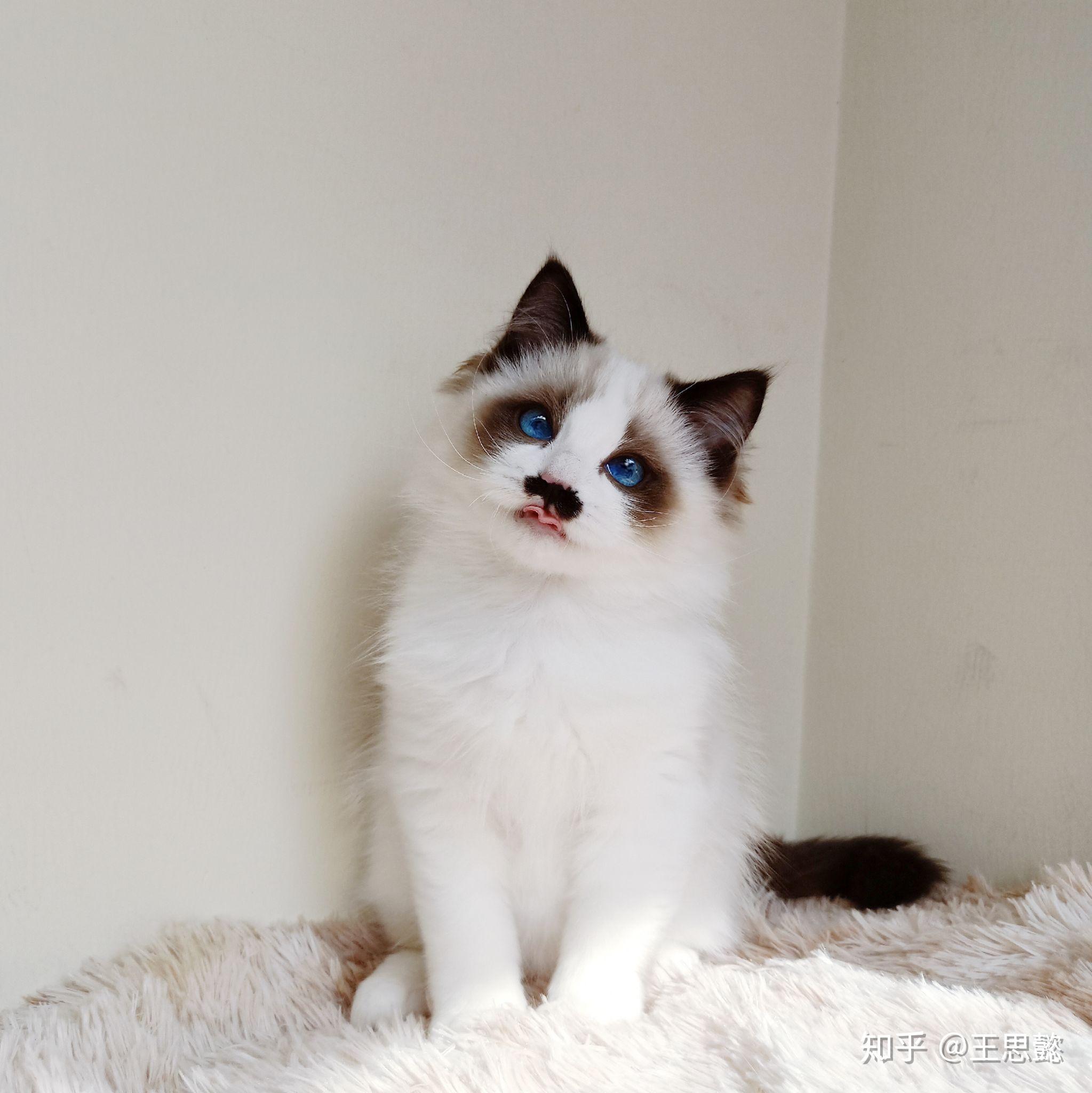 我家布偶猫失格严重吗