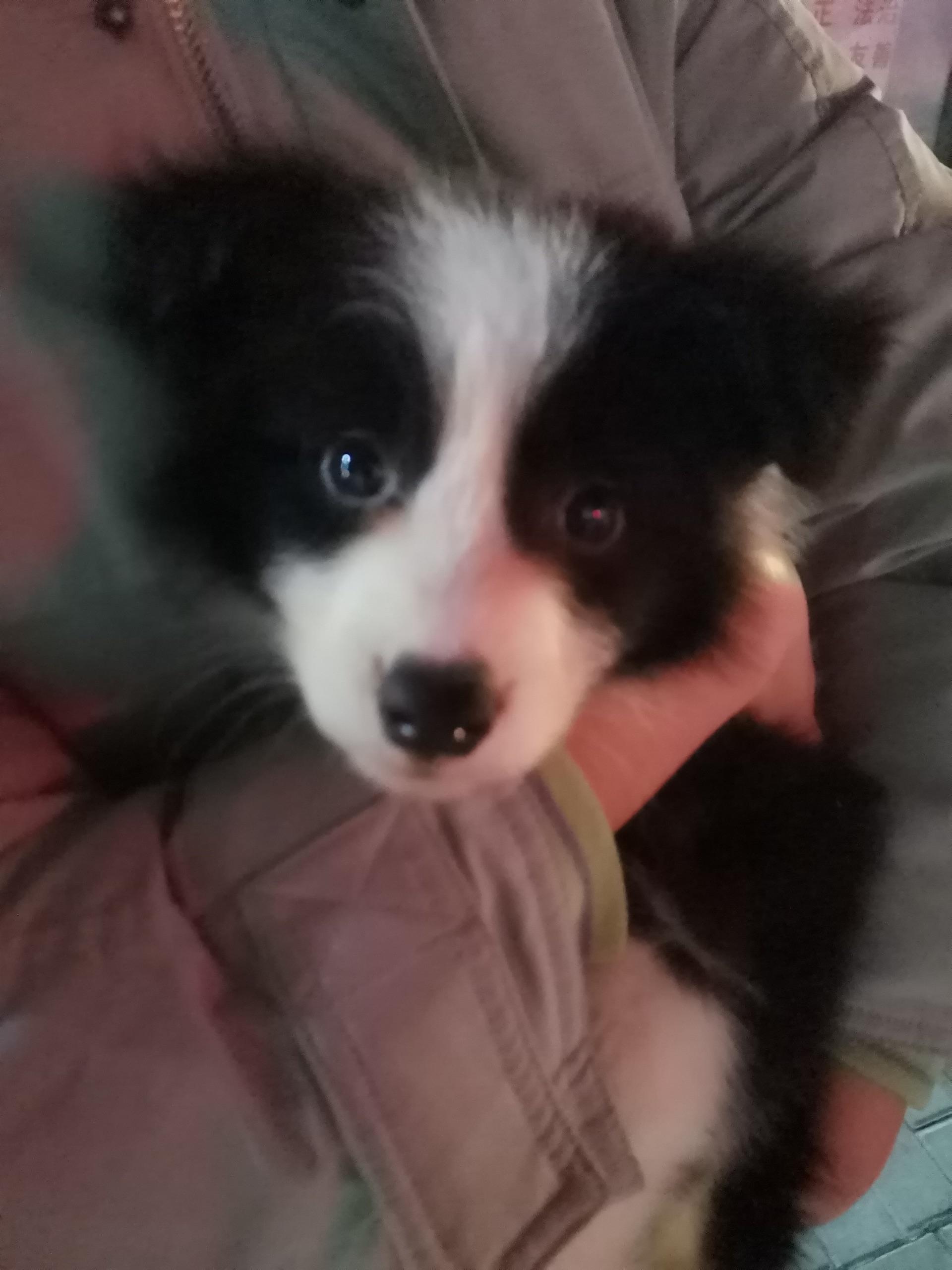 超级想买一只边牧,一只普通的边牧幼犬多少钱?