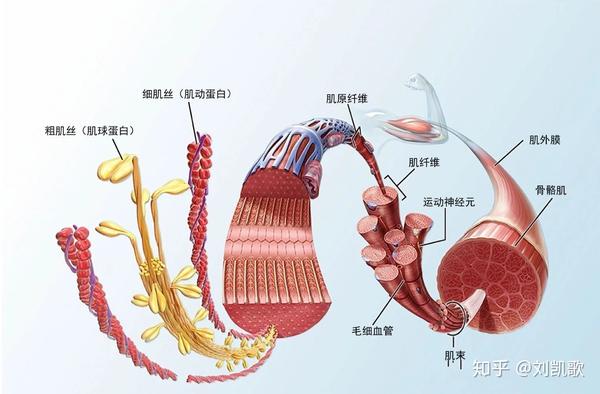 3,骨骼肌增大原理