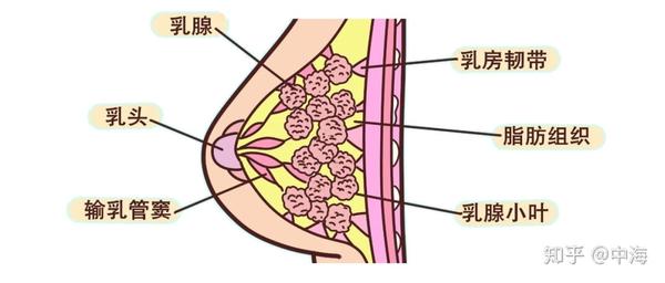 乳腺癌发病率高涨,女性吃什么能保护乳腺呢?—焦作中海中医肿瘤医院