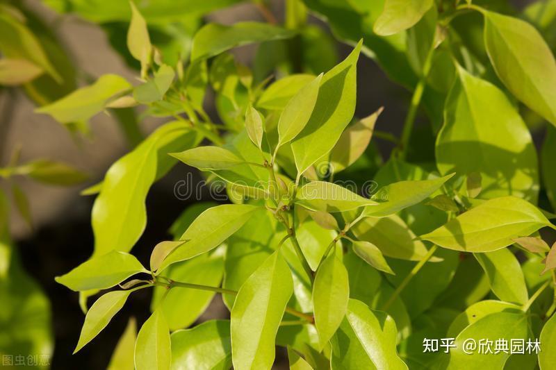 园林植物篇之香樟