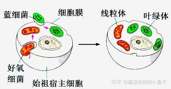 关于质体的起源,现在主要存在两种既然相反的观点:内