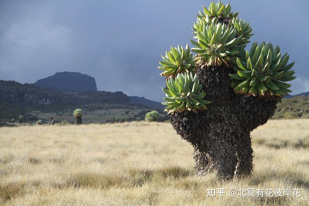 生长在地球上的"外星"植物