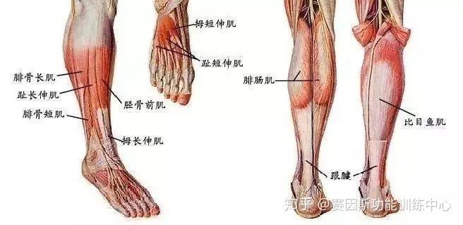 维持踝关节稳定的主要肌群主要有:胫前肌群,腓骨长,短肌,跖屈肌 .