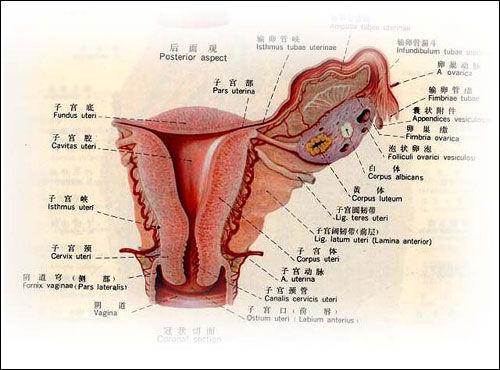 子宫内膜过薄影响怀孕吗?