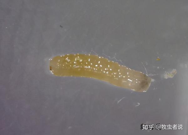 幼虫:蛆状,初为乳白色,老熟幼虫米黄色,前小后大,尾端最大,呈截形.