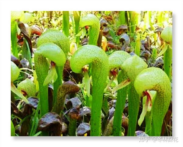 5月23日的生辰花眼镜王蛇草