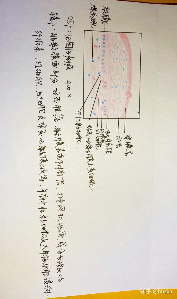 病理学切片红蓝铅手绘图